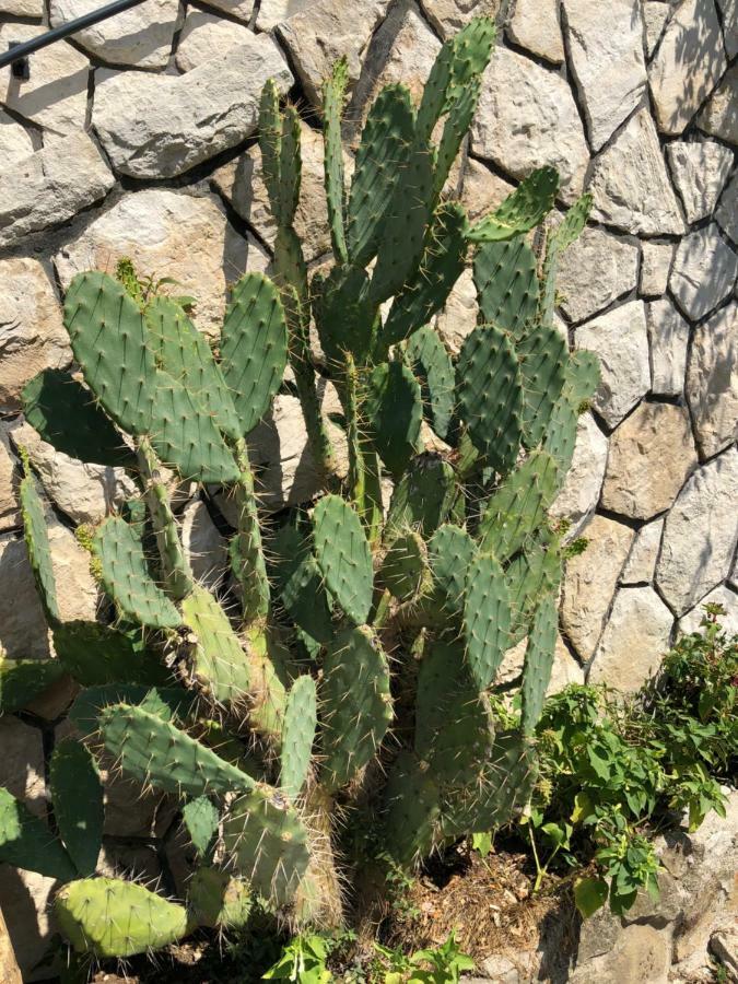 Opuntia Piran