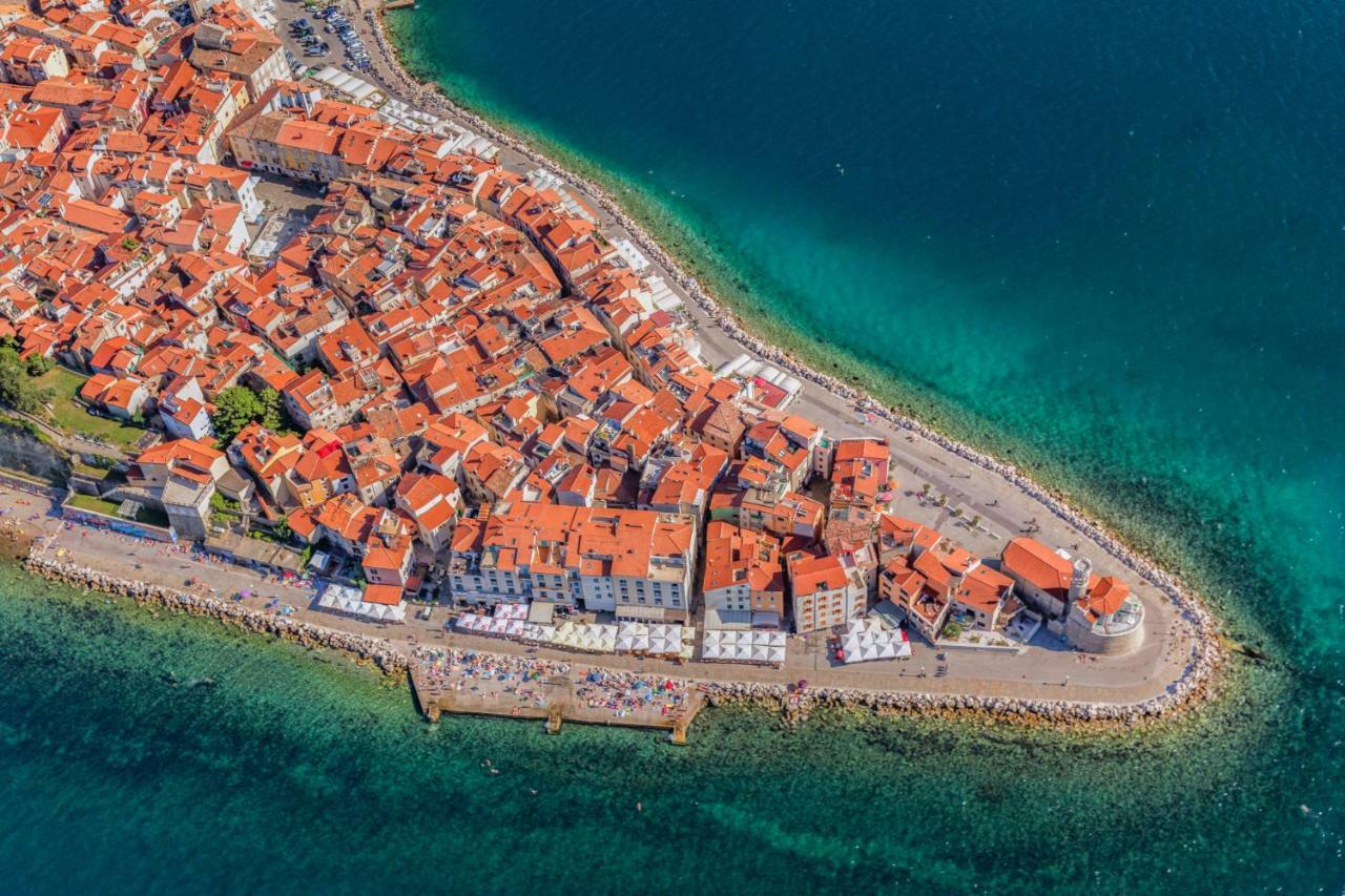 Opuntia * Piran